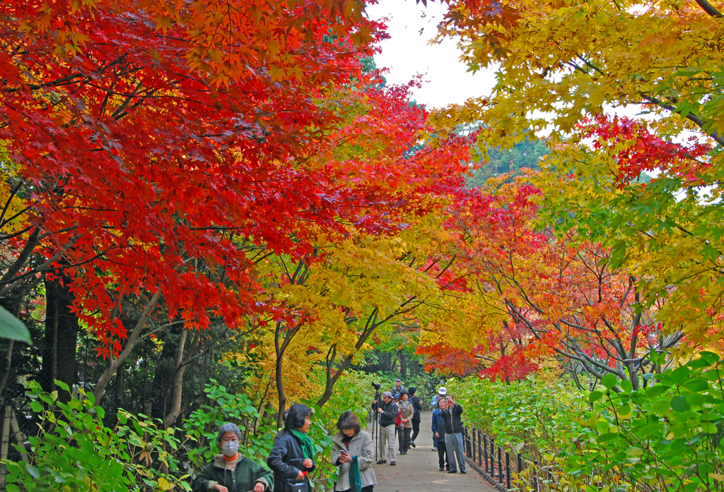 本土寺の紅葉　⑤ 境内　もみじと人の賑わい