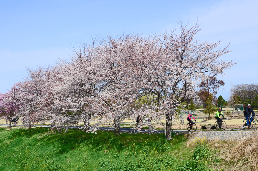 桜並木とサイクリスト
