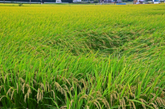 田園風景　➀えくぼ のある田圃