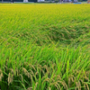 田園風景　➀えくぼ のある田圃