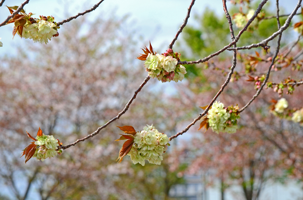 御衣黄桜 ①それぞれの枝先に