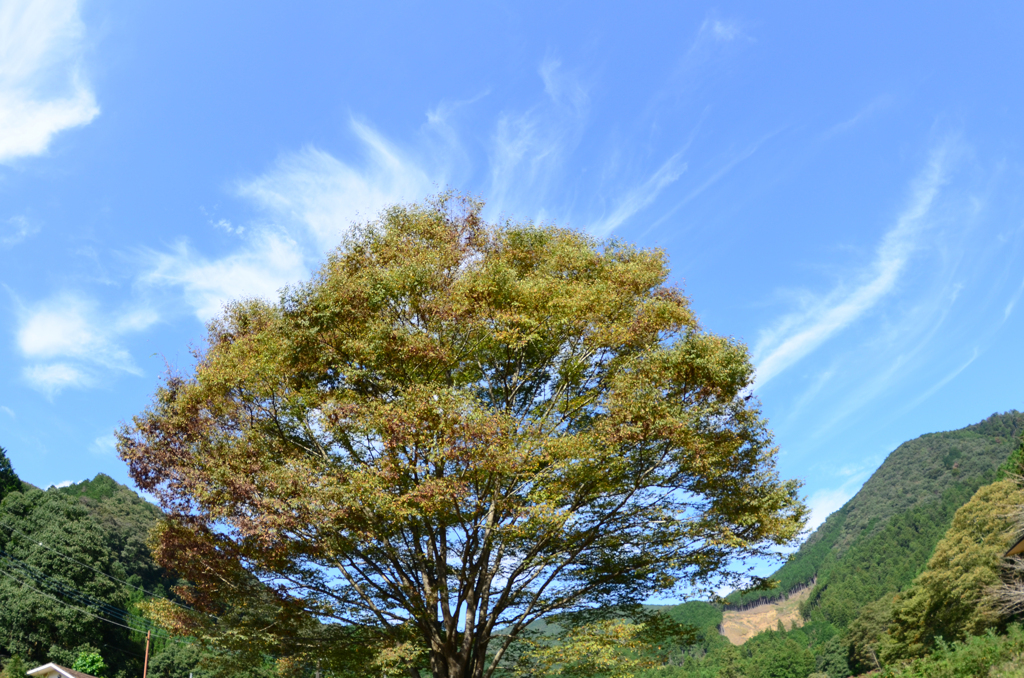 天高く 大木 肥ゆる秋