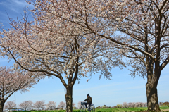 桜並木　ポタリングでお花見