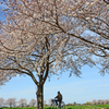 桜並木　ポタリングでお花見