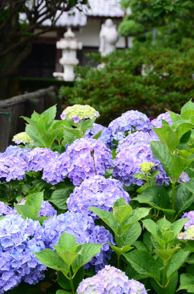 お寺の紫陽花②