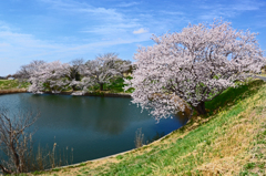 肘曲り池の桜 ①