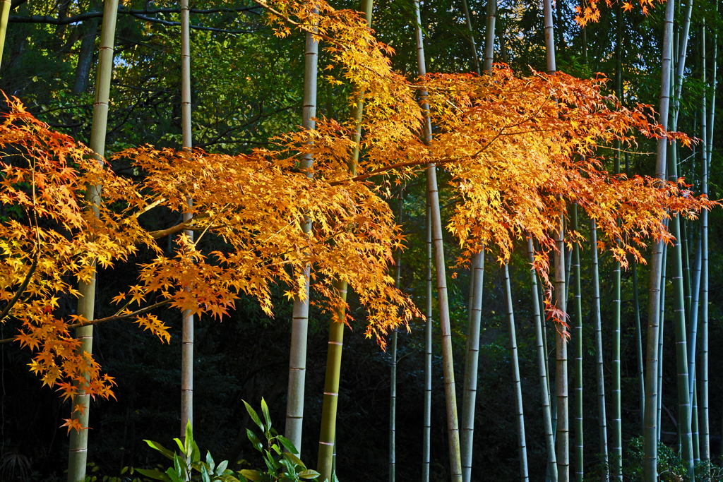 紅葉と竹林