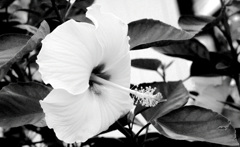 Monochrome_08