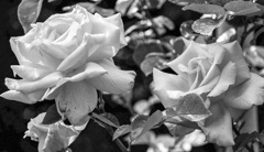 Monochrome_09