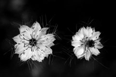 Monochrome_07