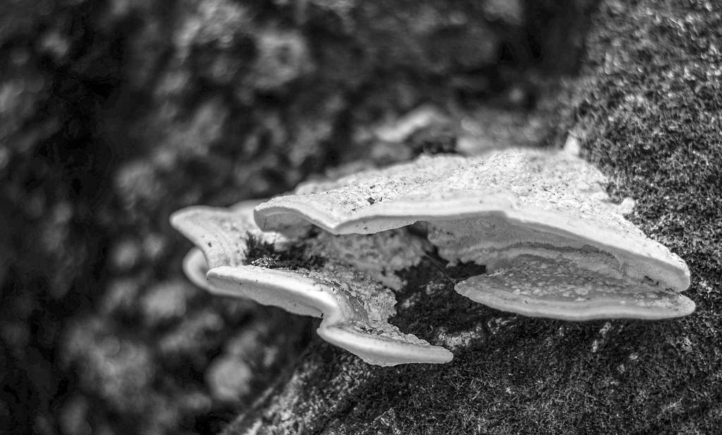 mono paint#010