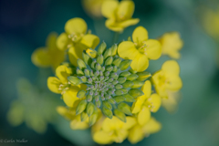 菜の花