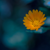 日陰花