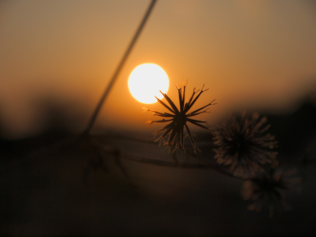 くっつきむしと夕日