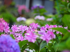 雨の中の彩り