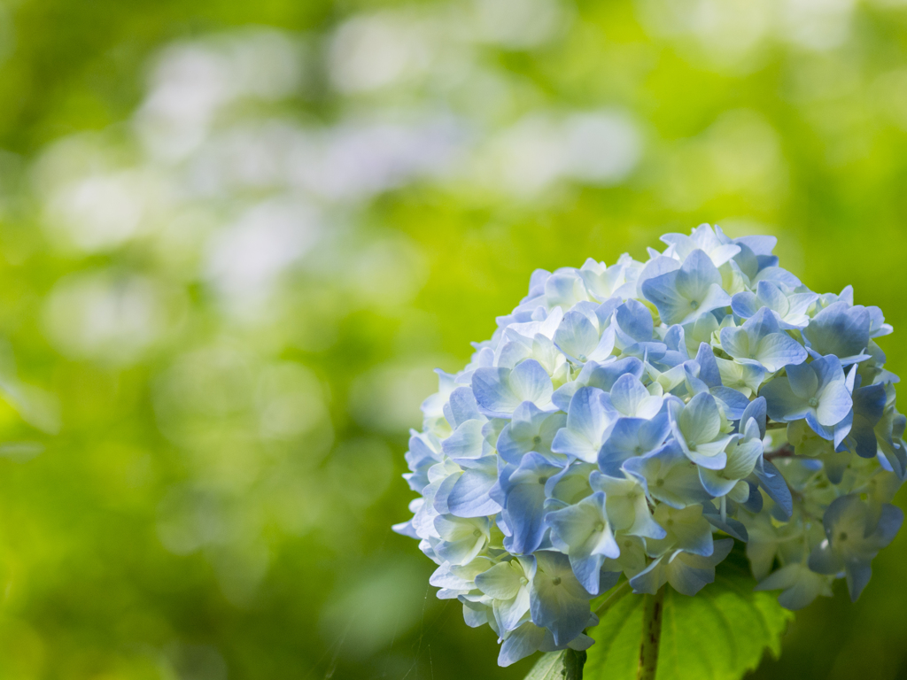 光に包まれる紫陽花