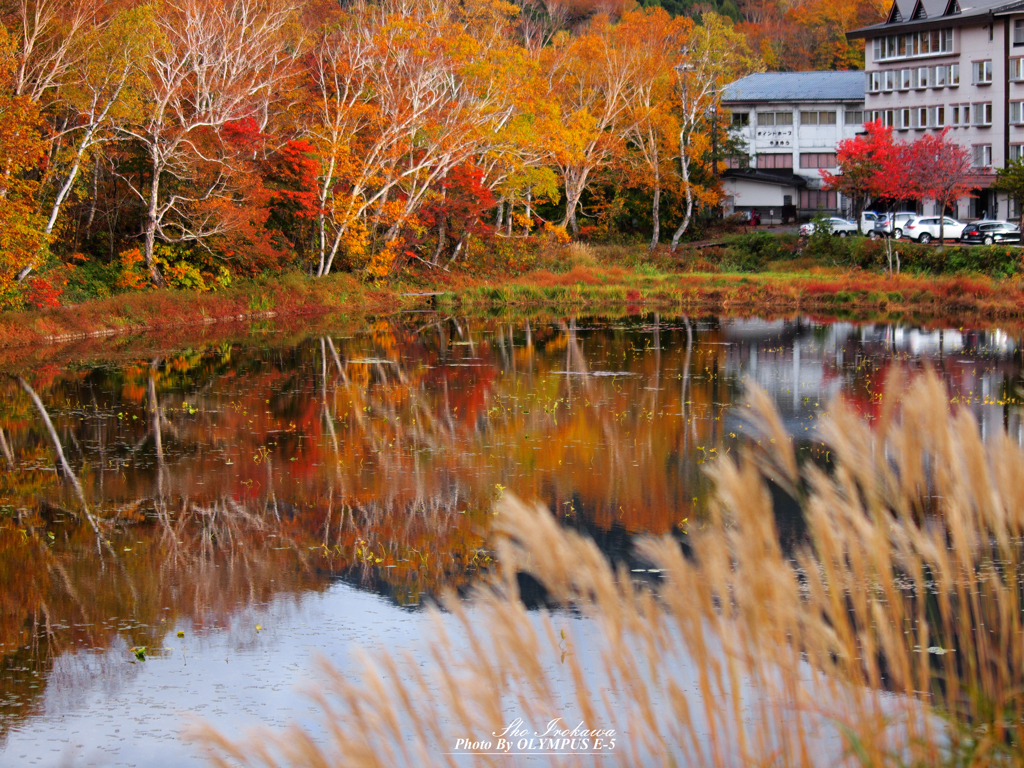 蓮池の紅葉とススキ