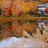 蓮池の紅葉とススキ