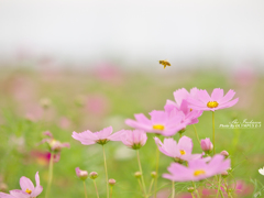 ミツバチさんと秋桜