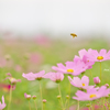 ミツバチさんと秋桜