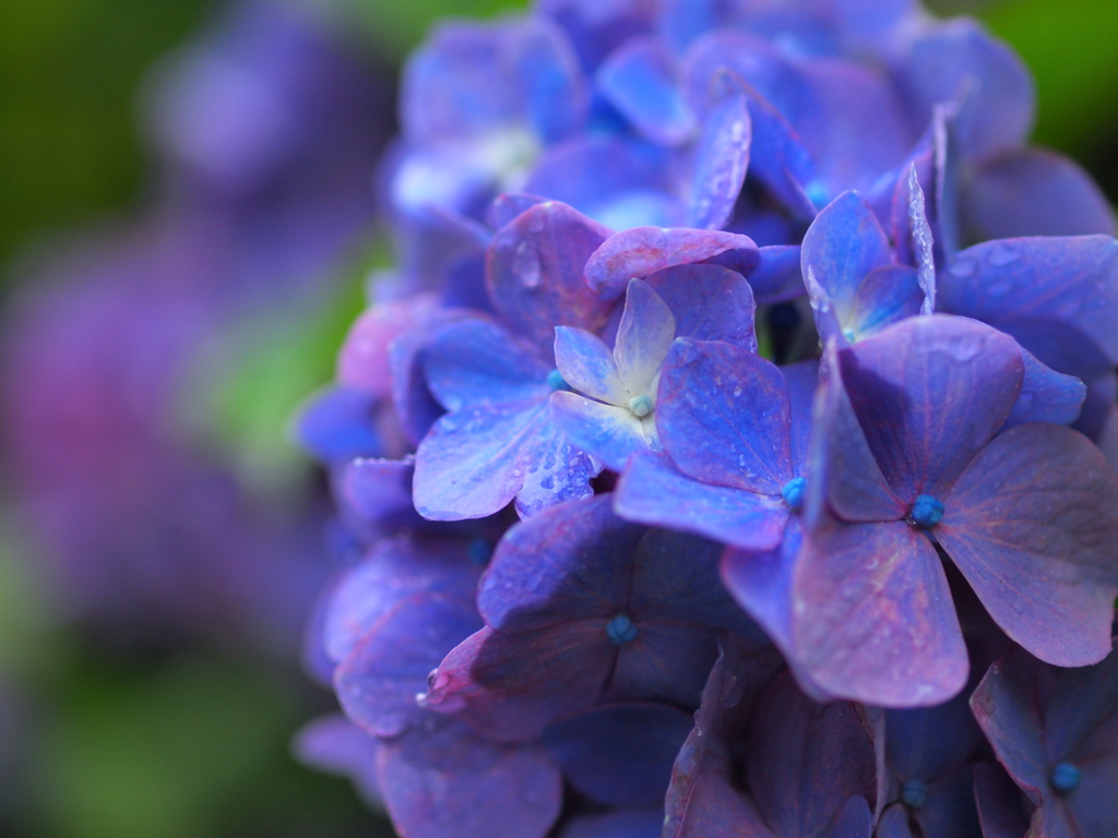 雨の中の紫陽花 By Snowrain Id 写真共有サイト Photohito