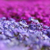 滲む芝桜
