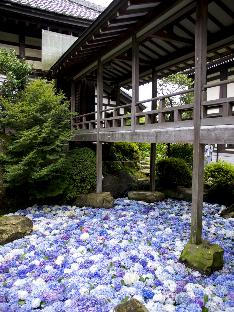 紫陽花の池