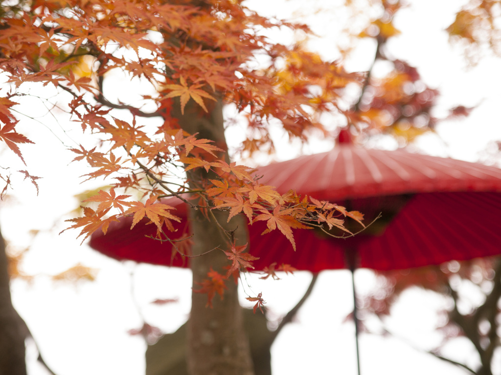 傘と紅葉