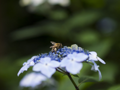 紫陽花と蜜蜂