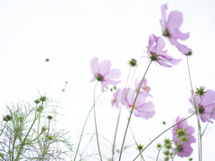 秋の桜