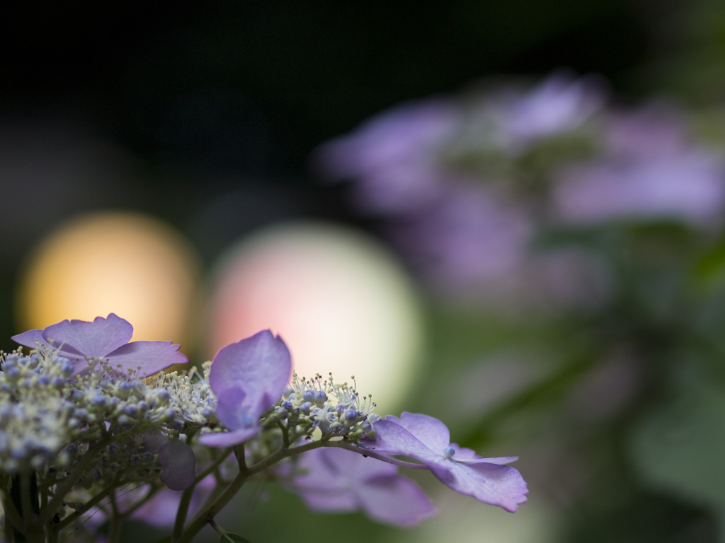 灯りに映える紫陽花