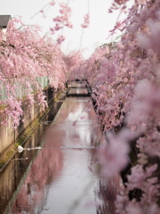 枝垂桜の河川