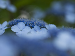 滲む紫陽花