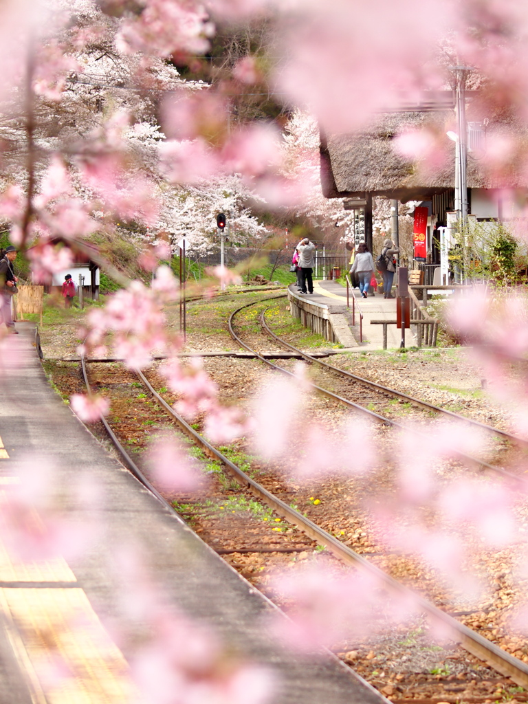 桜のフレーム