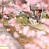 桜のフレーム