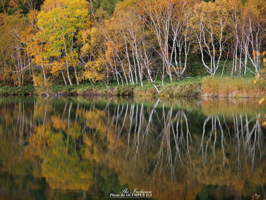 水鏡に写る白樺の紅葉