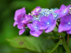 雨露滴る