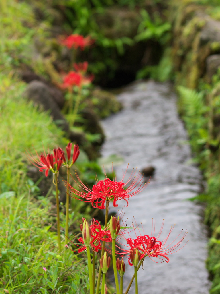 畦道に咲く彼岸の花