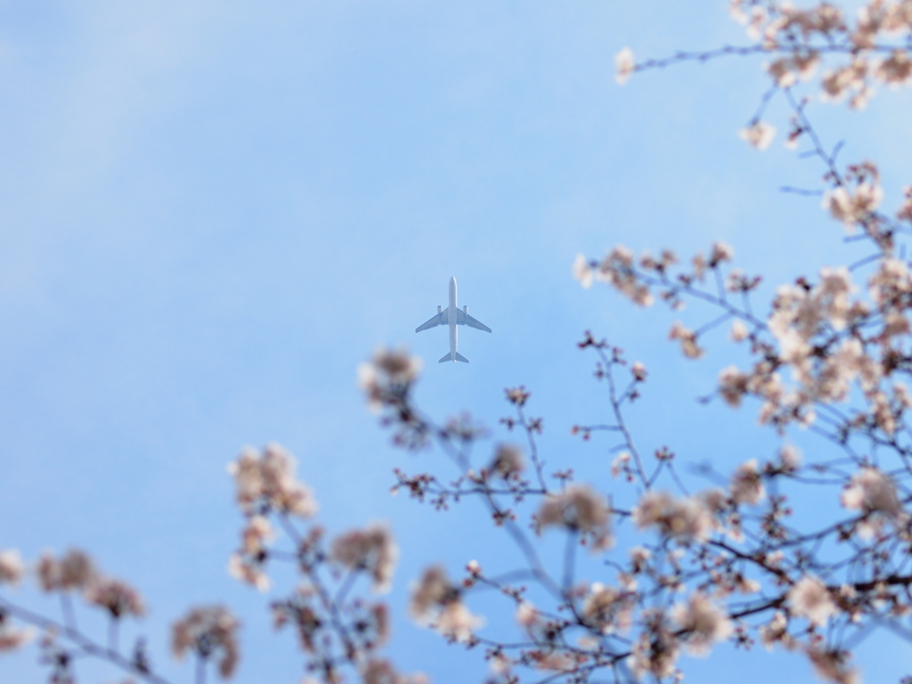 桜と飛行機