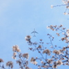 桜と飛行機