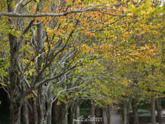 秋に色めく並木道