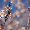 春の香り