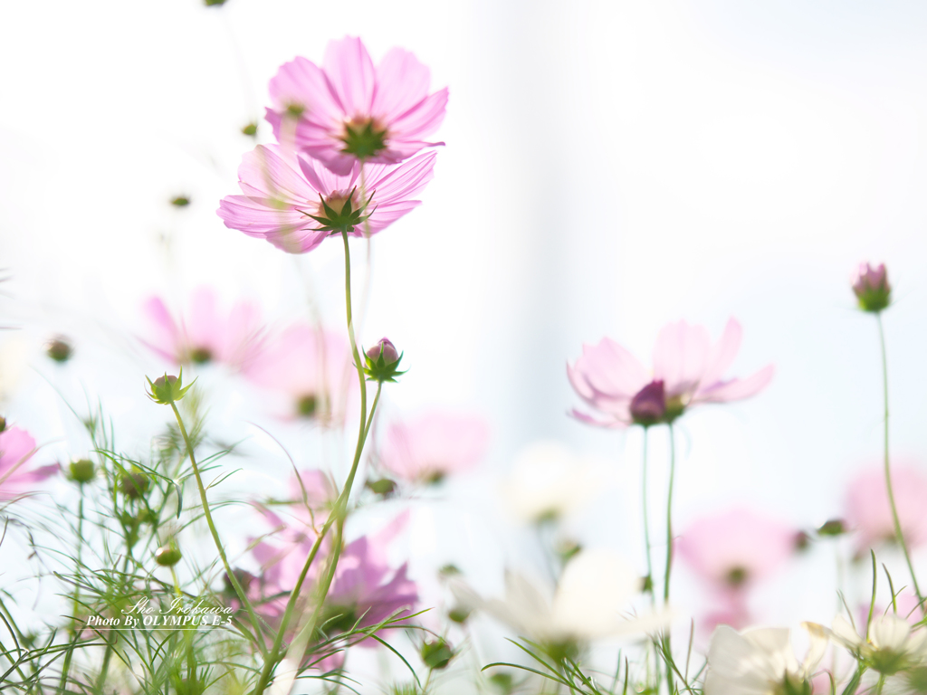 透き通る秋桜