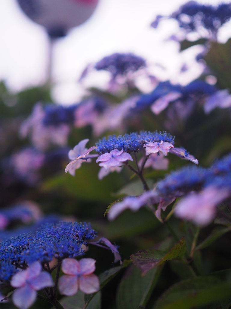 夕刻の紫陽花