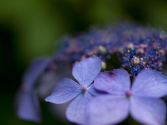 紫陽花