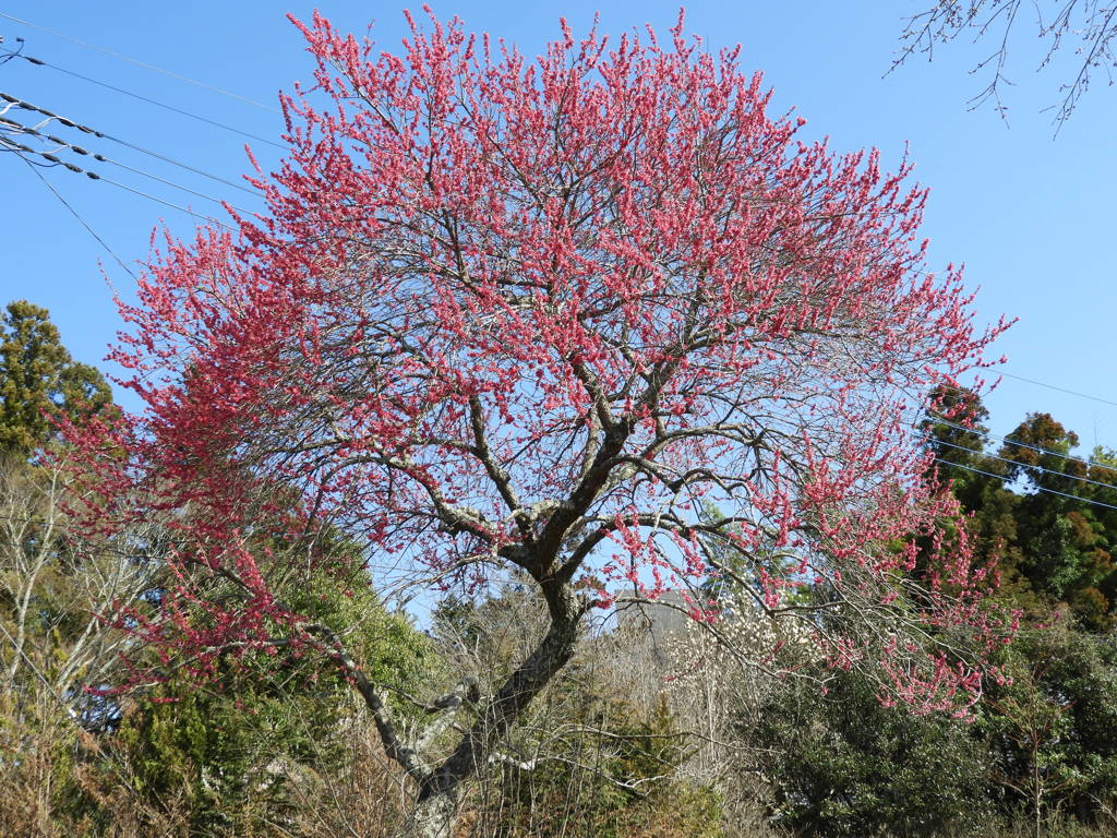 春紅