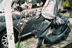 花の籠