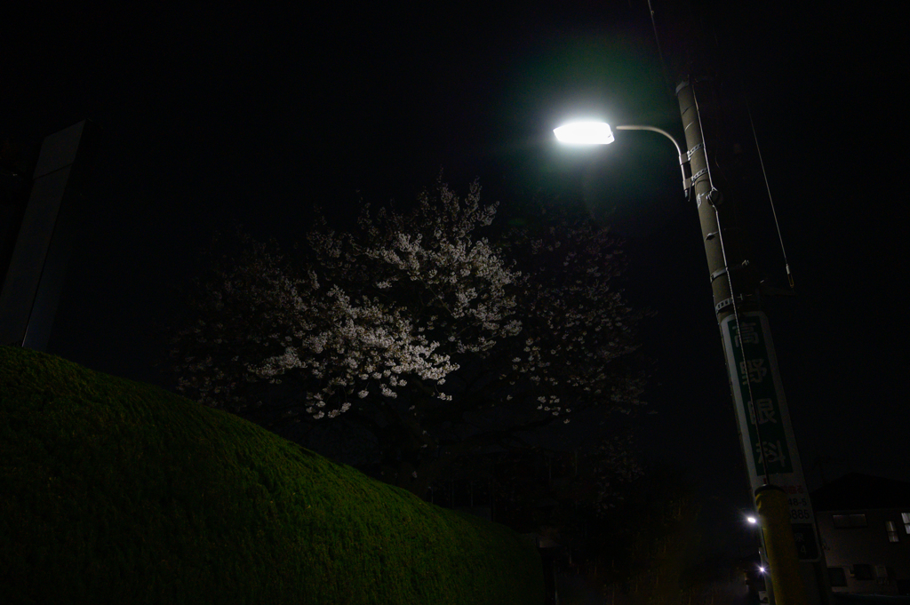 夜桜まち