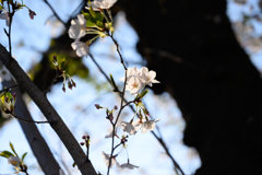 午後の花