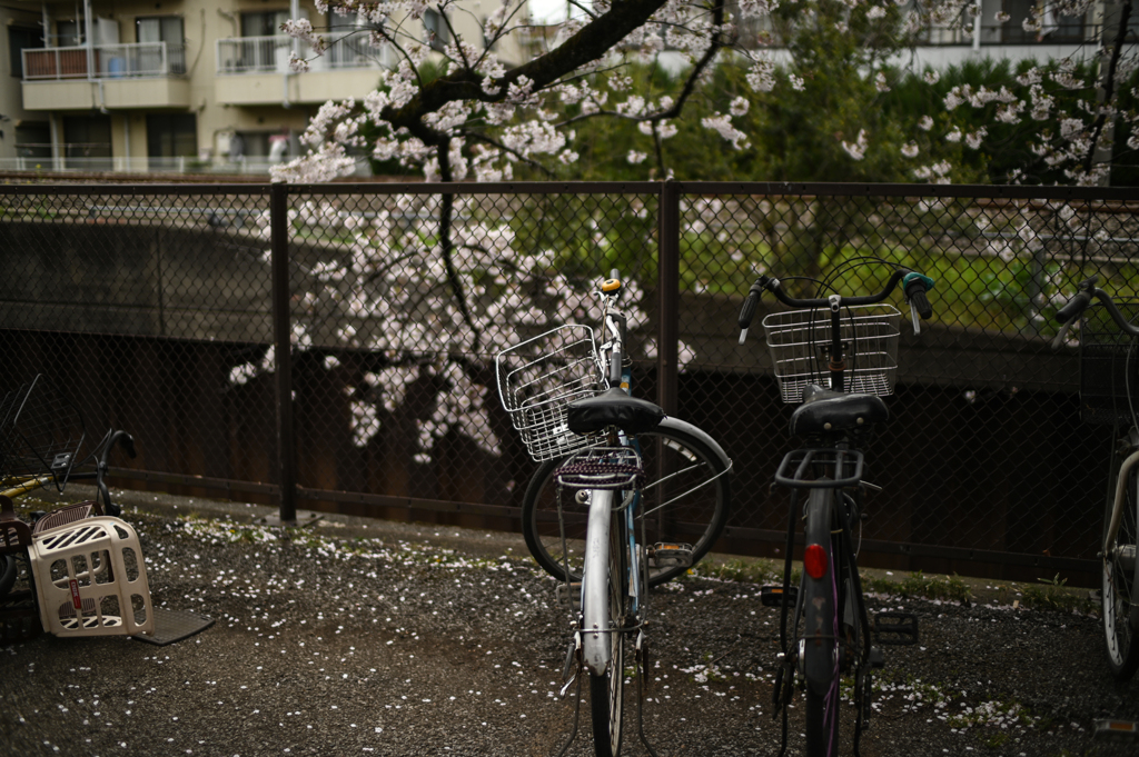 さくら自転車